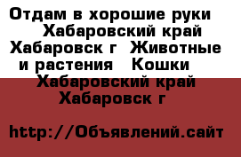 Отдам в хорошие руки!!! - Хабаровский край, Хабаровск г. Животные и растения » Кошки   . Хабаровский край,Хабаровск г.